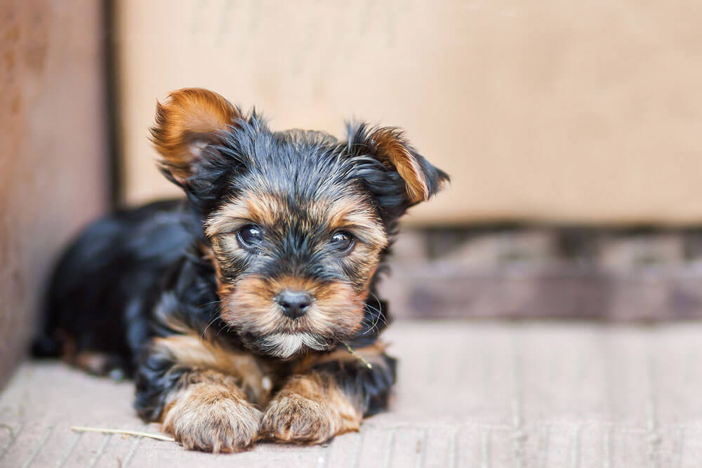 Protecting your pet from heartworms in Hickory Protecting your pet from heartworms in Hickory