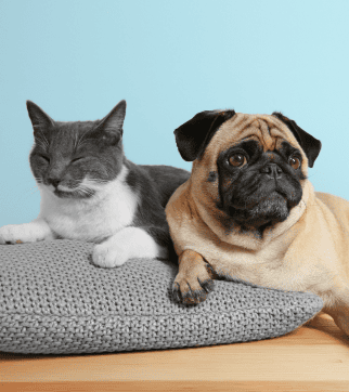 A dog and cat together
